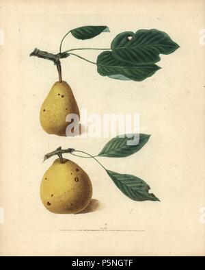 Variétés de poires, Pyrus communis : Virgoulee et doyenne ou Saint Michel Poirier. Gravure coloriée à crépi d'une illustration par George Brookshaw de son propre "Pomona Britannica, Londres, Longman, Hurst, etc., 1817. Les quarto édition de l'original folio édition publiée à partir de 1804-1812. Brookshaw (1751-1823) était un ébéniste qui a disparu dans les années 1790 avant de revenir en tant que peintre de fleurs avec le nouveau traité d'anonyme de 'fleurs', 1797. Banque D'Images