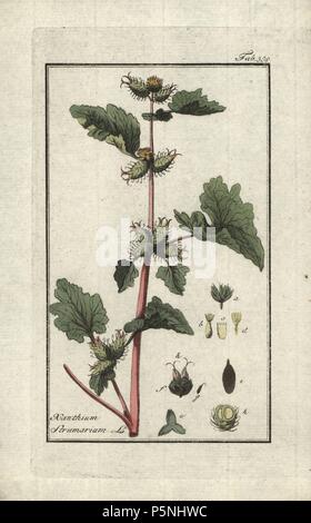 Lampourde, Xanthium strumarium. Gravure coloriée à la botanique sur cuivre de Johannes Zorn's 'Image Artseny-Gewassen', der Jan Christiaan Sepp, Amsterdam, 1796. Zorn publié pour la première fois son illustration botanique médicale à Nuremberg en 1780 avec 500 planches, et une édition néerlandaise a suivi en 1796 publié par J.C. Sepp avec 100 autres plaques. Zorn (1739-1799) était un pharmacien et botaniste allemand qui a perçu plantes médicales de toute l'Europe pour son 'icones plantarum medicinalium' pour les apothicaires et médecins. Banque D'Images