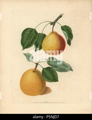 Variétés de poires, Pyrus communis : Orange et bergamote bergamote de Chantilly. Gravure coloriée à crépi d'une illustration par George Brookshaw de son propre "Pomona Britannica, Londres, Longman, Hurst, etc., 1817. Les quarto édition de l'original folio édition publiée à partir de 1804-1812. Brookshaw (1751-1823) était un ébéniste qui a disparu dans les années 1790 avant de revenir en tant que peintre de fleurs avec le nouveau traité d'anonyme de 'fleurs', 1797. Banque D'Images