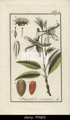 Amandier, Prunus dulcis. Gravure coloriée à la botanique sur cuivre de Johannes Zorn's 'Image Artseny-Gewassen', der Jan Christiaan Sepp, Amsterdam, 1796. Zorn publié pour la première fois son illustration botanique médicale à Nuremberg en 1780 avec 500 planches, et une édition néerlandaise a suivi en 1796 publié par J.C. Sepp avec 100 autres plaques. Zorn (1739-1799) était un pharmacien et botaniste allemand qui a perçu plantes médicales de toute l'Europe pour son 'icones plantarum medicinalium' pour les apothicaires et médecins. Banque D'Images