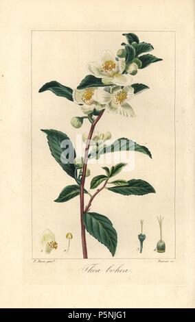 Plateau, Camellia sinensis, originaire de Chine. Coloriée à la gravure sur cuivre crépi par Barrois à partir d'une illustration botanique par Pancrace Bessa de mordant de Launay's 'Herbier général de l'Amateur,' Audot, Paris, 1820. L'Herbier a été publiée de 1810 à 1827 et édité par mordancer de Launay et Loiseleur-Deslongchamps. Bessa (1772-1830S), avec redoute et Turpin, est considéré comme l'un des plus grands artistes botaniques français du 19e siècle. Banque D'Images