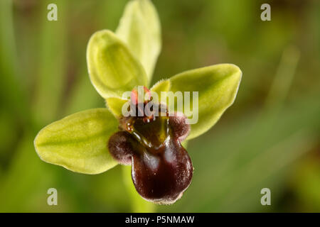 Wild Orchid, Ophrys bombyliflora, Orchideaceae, Canale Monterano, Roma, lazio, Italie, Europe Banque D'Images