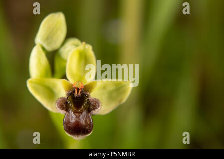 Wild Orchid, Ophrys bombyliflora, Orchideaceae, Canale Monterano, Roma, lazio, Italie, Europe Banque D'Images