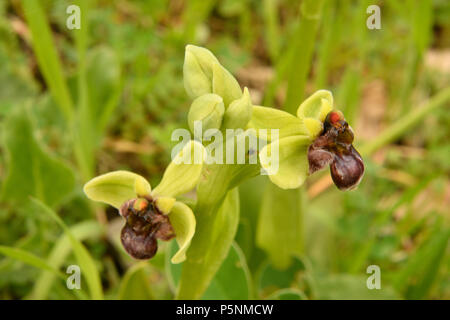 Wild Orchid, Ophrys bombyliflora, Orchideaceae, Canale Monterano, Roma, lazio, Italie, Europe Banque D'Images