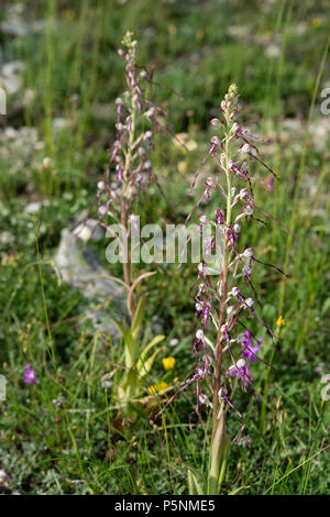 Orchidée, Himantoglossum hircinum, Orchideaceae Rascino, plateau, Rieti, Latium, Italie, Europe Banque D'Images