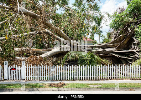 Fort ft. Myers Florida,McGregor Boulevard,Edison & Ford Winter Estates,le géant déchu Mysore figue Ficus myorensis arbre,système racinaire exposé,ouragan Irma Banque D'Images