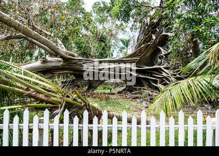 Fort ft. Myers Florida,McGregor Boulevard,Edison & Ford Winter Estates,le géant déchu Mysore figue Ficus myorensis arbres,système de racines exposées,Hurrican Banque D'Images