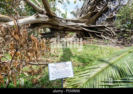 Fort ft. Myers Florida,McGregor Boulevard,Edison & Ford Winter Estates,le géant déchu Mysore figue Ficus myorensis arbres,système de racines exposées,Hurrican Banque D'Images