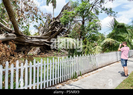 Fort ft. Myers Florida,McGregor Boulevard,Edison & Ford Winter Estates,le géant déchu Mysore figue Ficus myorensis arbres,système de racines exposées,Hurrican Banque D'Images