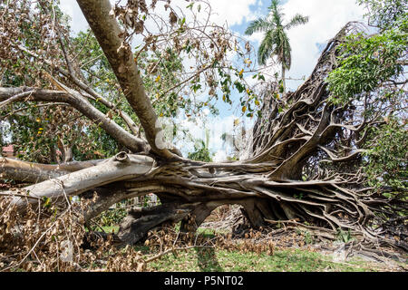 Fort ft. Myers Florida,McGregor Boulevard,Edison & Ford Winter Estates,le géant déchu Mysore figue Ficus myorensis arbre,système racinaire exposé,ouragan Irma Banque D'Images