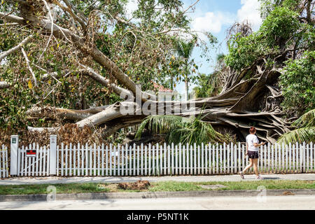 Fort ft. Myers Florida,McGregor Boulevard,Edison & Ford Winter Estates,le géant déchu Mysore figue Ficus myorensis arbre,système racinaire exposé,ouragan Irma Banque D'Images