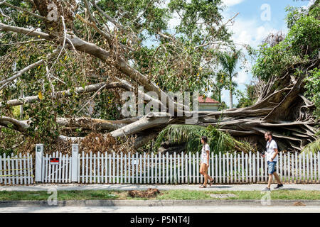 Fort ft. Myers Florida,McGregor Boulevard,Edison & Ford Winter Estates,le géant déchu Mysore figue Ficus myorensis arbres,système de racines exposées,Hurrican Banque D'Images