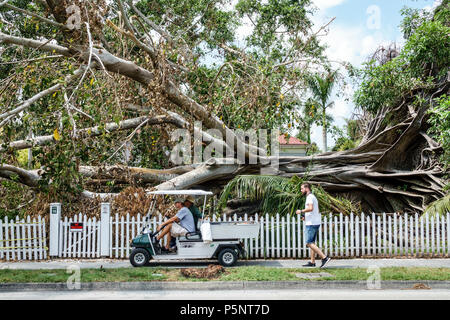 Fort ft. Myers Florida,McGregor Boulevard,Edison & Ford Winter Estates,le géant déchu Mysore figue Ficus myorensis arbres,système de racines exposées,Hurrican Banque D'Images