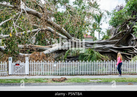 Fort ft. Myers Florida,McGregor Boulevard,Edison & Ford Winter Estates,le géant déchu Mysore figue Ficus myorensis arbres,système de racines exposées,Hurrican Banque D'Images