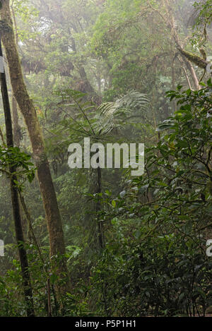 Forêt tropicale dans la réserve de Monteverde Cloud forest, costa rica Banque D'Images