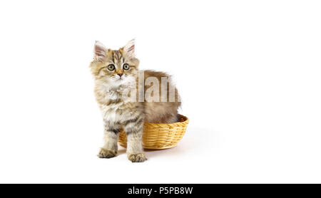 Fluffy British longhair cat dans panier isolé sur fond blanc Banque D'Images