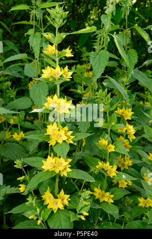 La Salicaire - Lysimachia punctata en pointillé jaune à fleurs naturalisées Banque D'Images