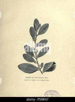N/A. English : Gravure représentant une branche de coca (taille naturelle) plantée et cultivée par Angelo Mariani. Illustration de l'ouvrage en anglais de l'Album Portraits Mariani (1893) précédant la publication des quatorze volumes de l'album en français à partir de 1894. 1893. Graveur de l'ouvrage 229 Branche de coca Mariani 1893 Album de portraits Banque D'Images