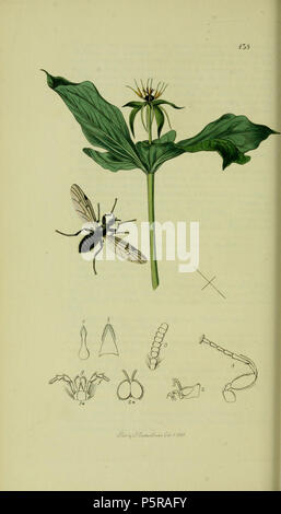 N/A. Anglais : John Curtis British Entomology Folio 138 Diptera : Bibio veineux (grue veinée de voler). L'usine est Paris quadrifolia Herb (Paris) . 1836. John Curtis 238 Britishentomologyvolume8D138 Banque D'Images