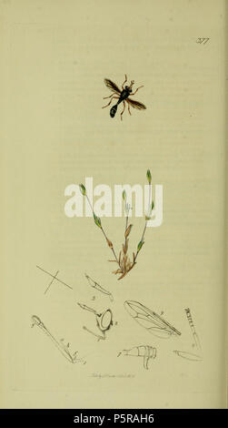 N/A. Anglais : John Curtis British Entomology (1824-1840), folio 377 Conops macrocephala  = Conops quadrifasciatus (jaune-banded Conops).La plante est dressée Moenchia erecta (Pearl-millepertuis) . 1836. John Curtis 238 Britishentomologyvolume8D377 Banque D'Images