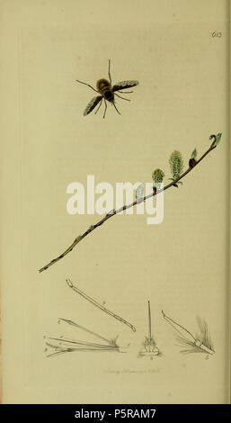 N/A. Anglais : John Curtis British Entomology (1824-1840), folio 613 Diptera : Bombylius major.La plante est Salix repens (saule rampant) . 1836. John Curtis 238 Britishentomologyvolume8D613 Banque D'Images