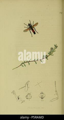 N/A. Anglais : John Curtis British Entomology (1824-1840), folio 629 Diptera : Ocyptera brassicaria  = Cylindromyia brassicaria. L'usine est Corrigiola littoralis (Strapwort). 1836. John Curtis 238 Britishentomologyvolume8D629 Banque D'Images