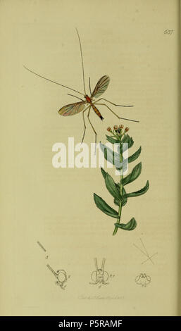 N/A. Anglais : John Curtis British Entomology (1824-1840), folio 637 Diptera : Macrocera stigmatisation Curtis.La plante est Sedum rhodiole rosea (). 1836. John Curtis 238 Britishentomologyvolume8D637 Banque D'Images