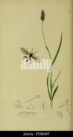 N/A. Anglais : John Curtis British Entomology (1824-1840)Folio 661 Diptera : Hybos pilipes  = Hybos grossipes.La plante est Sesleria caerulea (Bleu Moor-herbe) . 1836. John Curtis 238 Britishentomologyvolume8D661 Banque D'Images