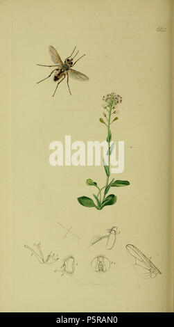 N/A. Anglais : John Curtis British Entomology (1824-1840), Folio 665siberita siberita Prosena Stomoxys  = l'usine est [ ] . 1836. John Curtis 238 Britishentomologyvolume8D665 Banque D'Images