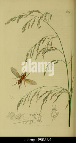 N/A. Anglais : John Curtis British Entomology (1824-1840), folio 689 Diptera:Trigonometopus frontalis.La plante est Deschampsia caespitosa (Ondulés-grass). 1836. John Curtis 238 Britishentomologyvolume8D689 Banque D'Images