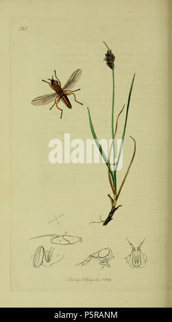 N/A. Anglais : John Curtis British Entomology (1824-1840), folio 725 Diptera : Platycephala planifrons.La plante est Blysmus compressus (télévision) et de carex. 1836. John Curtis 238 Britishentomologyvolume8D725 Banque D'Images