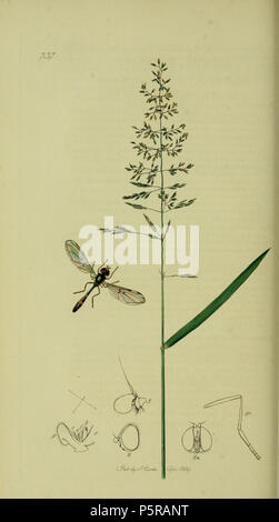 N/A. Anglais : John Curtis British Entomology (1824-1840), folio 737 Diptera : Baccha elongata.La plante est Agrostis tenuis (commune de l'herbe). 1836. John Curtis 238 Britishentomologyvolume8D737 Banque D'Images