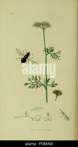 N/A. Anglais : John Curtis British Entomology (1824-1840), folio 729 Diptera:Nemotelus nigrinus.La plante est Coriandrum sativum (coriandre) . 1836. John Curtis 238 Britishentomologyvolume8D729 Banque D'Images