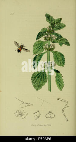 N/A. Anglais : John Curtis British Entomology (1824-1840), folio 753 Diptera : Syrphus lucorum.La plante est Marrubium vulgare (Ballote blanc) . 1836. John Curtis 238 Britishentomologyvolume8D753 Banque D'Images