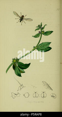 N/A. Anglais : John Curtis British Entomology (1824-1840), folio 757 Diptera : Pipunculus Pipunculus pratorum  = thomsoni.La plante est Asperugo procumbens (Madwort) . 1836. John Curtis 238 Britishentomologyvolume8D757 Banque D'Images