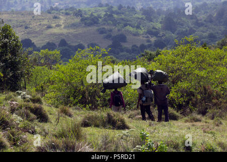 Les transporteurs à Kilimandjaro Banque D'Images