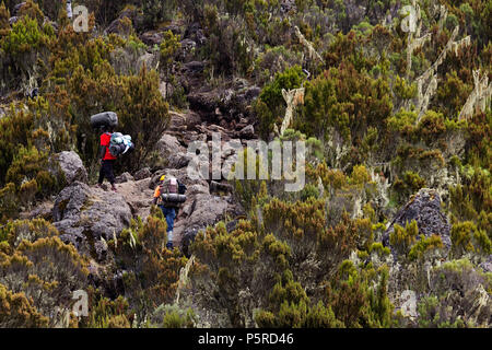 Les transporteurs à l'ascension du Kilimandjaro Banque D'Images