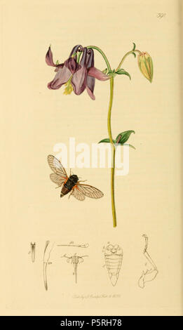 N/A. Anglais : Cigale anglica synonyme de Cicadetta montana la nouvelle forêt Cigale . 1836. John Curtis (1791-1862) Noms alternatifs Curtis ; J. Curtis et entomologiste Britannique Description illustrator Date de naissance/décès 3 Septembre 1791 6 octobre 1862 Lieu de naissance/décès Norwich, Norfolk Londres Londres lieu de travail contrôle d'autorité : Q327944 VIAF:53707224 ISNI:0000 0000 7374 6250 RCAC:pas de bibliothèque ouverte89015596:OL2514429A Oxford Dict.:6959 WorldCat 236 British Entomology Volume 7 (John Curtis) Plaque392 Banque D'Images