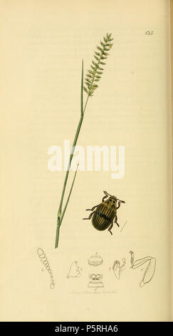 N/A. Anglais : Une illustration de la entomologie par John Curtis. Coleoptera : Byrrhus Byrrhus pilula denii ou ssp. dennii (Denny's Byrrhus).La plante est Cynosurus cristatus (Crested Dog's-tail Grass) . 1840. John Curtis (1791-1862) Noms alternatifs Curtis ; J. Curtis et entomologiste Britannique Description illustrator Date de naissance/décès 3 Septembre 1791 6 octobre 1862 Lieu de naissance/décès Norwich, Norfolk Londres Londres lieu de travail contrôle d'autorité : Q327944 VIAF:53707224 ISNI:0000 0000 7374 6250 RCAC:pas de bibliothèque ouverte89015596:OL2514429A Oxford Dict.:6959 WorldCat 236 British Banque D'Images