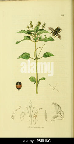 N/A. Anglais : Une illustration de la entomologie par John Curtis.218. Megachile willughbiella (Willughby's Leaf-Cutter Bee) . Années 1840. John Curtis (1791-1862) Noms alternatifs Curtis ; J. Curtis et entomologiste Britannique Description illustrator Date de naissance/décès 3 Septembre 1791 6 octobre 1862 Lieu de naissance/décès Norwich, Norfolk Londres Londres lieu de travail contrôle d'autorité : Q327944 VIAF:53707224 ISNI:0000 0000 7374 6250 RCAC:pas de bibliothèque ouverte89015596:OL2514429A Oxford Dict.:6959 237 Britishentomologyvolume4WorldCat218 Plaque Banque D'Images