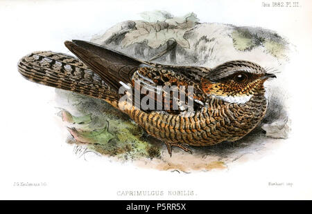 N/A. Anglais : " Caprimulgus nobilis "  = Eurostopodus alba (engoulevent à gorge blanche) English : " Caprimulgus nobilis "  = Eurostopodus alba . 1882. John Gerrard Keulemans (1842-1912) Alternative Names Johannes Gerardus Keulemans ; J. G. Keulemans ornithologue néerlandais Description et l'artiste Date de naissance/décès 8 Juin 1842 29 décembre 1912 Lieu de naissance/décès Rotterdam London Authority control : Q1335286 VIAF:42113661 ISNI:0000 0000 6313 981X ULAN:500041975 RCAC:no98083374 ALN:35268760 269 CaprimulgusNobilisKeulemans WorldCat Banque D'Images