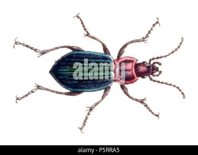 N/A. Carabus nitens, d'Käferbuch Ascane, tableau 3, Photo 6. La taxonomie a été mis à jour pour 2008, en utilisant principalement la faune sites Europaea et la. Veuillez contacter Sarefo si la détermination n'est pas correct ! . 4 septembre 2010, 21:42 (UTC). Carabus.nitens.-.ascane.03.06.jpg : Livre de Carl Gustav Ascane (1821-1874), entomologiste et ornithologue allemand Description Date de naissance/décès 11 Novembre 1821 19 août 1874 Lieu de naissance/décès Mineralbad Stuttgart Berg contrôle d'autorité : Q78413 VIAF:64757747 ISNI:0000 0001 0980 5321 GND:116432969:146603133 SUDOC Koninklijke:07228000X 270 Carabus Banque D'Images
