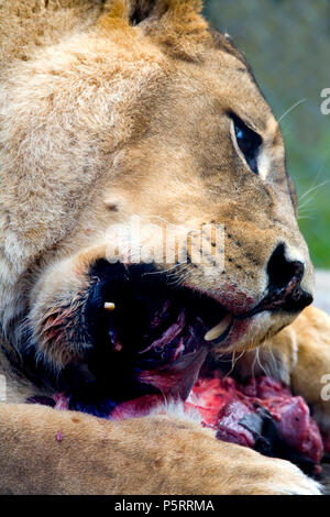 Un grand lion avec les grandes dents mange un repas de sang. Banque D'Images