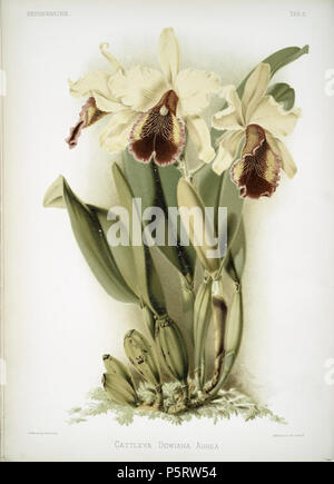 N/A. Anglais : Cattleya dowiana aurea Image Titre : Cattleya dowiana aurea. Organisateur : Mansell, Joseph -- lithographe nom supplémentaire(s) : Sander, F. (Frédéric), 1847-1920 -- Auteur Lune, H. G -- Artiste Médium : Chromolithographs matériau spécifique Type : Imprime Point Description physique : 52 x 38 cm. Question/page/onglet 5 : plaque de référence standard : Nissen, 1722. Source : Reichenbachia. Orchidées illustrés et décrits, par F. Sander ... 1er[-2d] Série. Source Description : 4 c. pl. en coul. fol. À partir de la Reichenbachia, série I Vol I Planche 5 . 1888 31 mars 2011 (date d'origine). Sander, Frederick, 1847- Banque D'Images