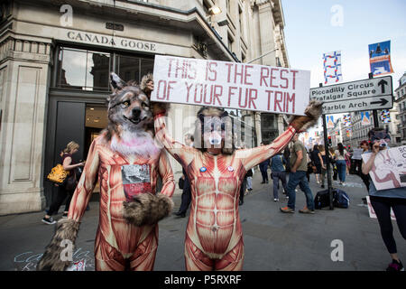 Le militant de la Bernache du Canada contre l'utilisation de la marque de vêtements de fourrure de coyote en habillement de protestation devant la direction générale de la Regent Street au centre de Londres, UK Banque D'Images