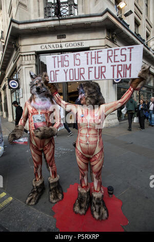 Le militant de la Bernache du Canada contre l'utilisation de la marque de vêtements de fourrure de coyote en habillement de protestation devant la direction générale de la Regent Street au centre de Londres, UK Banque D'Images