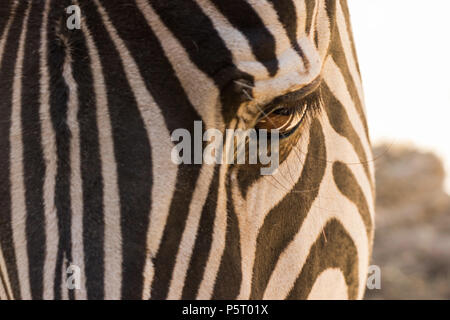 Zebra l'oeil en close up Banque D'Images