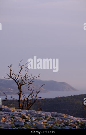 Les dégâts causés par le feu à l'arbre de pin (Pinus halepensis ) en haut de Montagnes grecques. Saronida, Grèce. Banque D'Images