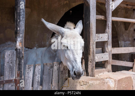 Âne dans d'équitation dans le village de répliques de Judée de Bethléem, 13/15, Gozo, Malte, qui détient une nativité festival tous les mois de décembre. Banque D'Images