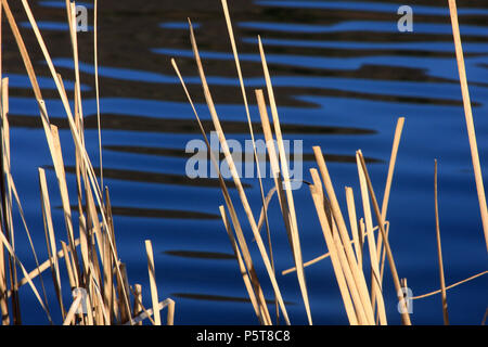 Feuilles de quenouille séchées par le lac par temps froid Banque D'Images